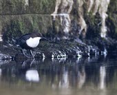 Dipper Cinclus cinclus - adult perched next to river under bridge in Lancashire, UK - February Dipper,Cinclus cinclus,cinclus,river,rivers,water,white breast,flight,aquatic,distinctive,brown,rock,rocks,waterfall,flow,flowing,mountains,valleys,reflection,birds,bird,aves,Cinclidae,Chordates,Chord