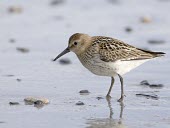 Dunlin - Calidris alpina - juvenile in summer plumage, Northumberland, UK - August Damian Waters dunlin,dun lin,Calidris,alpina,wader,wade,winter,visitor,winter visitor,sea,coast,costal,beach,sand,much,probe,brown,shore,tide,tidal,roost,single,one,alone,individual,birds,bird,aves,Chordates,Chordata,Aves,Birds,Charadriiformes,Shorebirds and Terns,Sandpipers, Phalaropes,Scolopacidae,Ciconiiformes,Herons Ibises Storks and Vultures,Least Concern,Europe,Ponds and lakes,Omnivorous,Tundra,Fresh water,Agricultural,Aquatic,Australia,Streams and rivers,Flying,Terrestrial,Grassland,North America,Salt marsh,Wetlands,Brackish,Asia,Africa,IUCN Red List,South America,Animalia