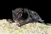Barbastelle bat full view sitting on branch Hugh Clark Barbastelle,Barbastelle bat,bat,bats,mammal,mammals,dark background,shallow focus,negative space,face,ears,tragus,portrait,adult,British bat,British bats,Vespertilionidae,Vesper Bats,Chiroptera,Bats,Mammalia,Mammals,Chordates,Chordata,Vulnerable,STAT_HD,Wildlife and Conservation Act,Animalia,Carnivorous,Barbastella,Appendix II,Flying,Broadleaved,Europe,barbastellus,IUCN Red List,Near Threatened