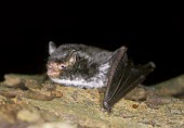 Daubenton's bat. "Water" bat hunts over surface for insects, this specimen is resting. British bat,British bats,British,bat,bats,mammal,mammals,Daubenton's bat,Daubentons bat,Daubenton's,Daubentons,echolocation,echolocating,silent flight,churches,roosts,hibernacula,hibernation,night,fla
