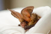Brown long-eared bat British bat,British bats,British,bat,bats,mammal,mammals,Brown long eared,Brown long-eared,Plecotus,auritus,close up,close-up,ears,big ears,eye,bright eye,tragus,face,shallow focus,cute,glove,gloves,w