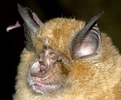 Greater horseshoe bat British bat,British bats,British,bat,bats,mammal,mammals,Greater horseshoe bat,Greater horseshoe,close up,close-up,face,head,night,flash,leaf-shaped,nose,Chiroptera,Bats,Mammalia,Mammals,Old World lea