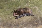 Daubenton's bat. "Water" bat hunts over surface for insects, this specimen is resting & echolocating British bat,British bats,British,bat,bats,mammal,mammals,Daubenton's bat,Daubentons bat,Daubenton's,Daubentons,echolocation,echolocating,silent flight,churches,roosts,hibernacula,hibernation,night,fla