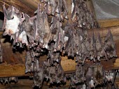 Greater mouse-eared bat British bat,British bats,British,bat,bats,mammal,mammals,Greater mouse-eared,Greater mouse eared,Myotis,hanging,tunnel,roof,shallow focus,adult,group,roost,roosting,beams,rest,resting,Vespertilionidae
