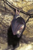 Greater horseshoe bat hibernating in cave British bat,British bats,British,bat,bats,mammal,mammals,Greater horseshoe bat,Greater horseshoe,close up,close-up,face,head,night,flash,leaf-shaped,nose,echolocation,silent-flight,churches,roosts,hib
