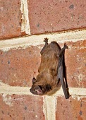Female juvenile Leisler's bat on brick wall with head downwards British bat,British bats,British,bat,bats,mammal,mammals,juvenile,female,wildlife,legislation,echolocation,Leisler,brick,wall,hang,hanging,cling,clinging,Leisler's bat,Leislers bat,Chordates,Chordata,