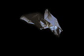Rare British bat the grey long-eared bat in flight British bat,British bats,British,bat,bats,mammal,mammals,rare,grey long-eared bat,grey long eared bat,grey long-eared,grey long eared,long-eared bats,long eared bats,long-eared bat,long eared bat,echo