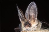 Grey long-eared bat British bat,British bats,British,bat,bats,mammal,mammals,rare,grey long-eared bat,grey long eared bat,grey long-eared,grey long eared,long-eared bats,long eared bats,long-eared bat,long eared bat,echo