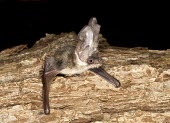 Rare British bat - the grey long-eared bat British bat,British bats,British,bat,bats,mammal,mammals,rare,grey long-eared bat,grey long eared bat,grey long-eared,grey long eared,long-eared bats,long eared bats,long-eared bat,long eared bat,echo