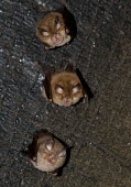 Lesser horseshoe bat British bat,British bats,British,bat,bats,mammal,mammals,wildlife,lesser horseshoe,lesser horseshoe bat,shallow focus,ears,face,loking up,three,group,Lesser horseshoe,Chiroptera,Bats,Mammalia,Mammals,