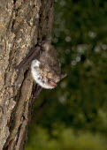 Natterer's bat hanging on tree trunk British bat,British bats,British,bat,bats,mammal,mammals,wildlife,Natterers,Natterer's,Myotis,nattereri,tree,treetrunk,hang,hanging,pretty,shallow focus,negative space,flash,Vespertilionidae,Vesper Ba