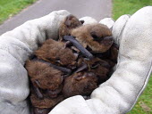 Handful of Soprano pipistrelles British bat,British bats,British,bat,bats,mammal,mammals,wildlife,legislation,echolocation,Pipistrelle - Soprano,Soprano pipistrelle,handful,hand,glove,gloves,in hand,carried,many,group,55-pipistrelle