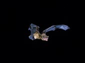 Serotine Flight "come on" shot Hugh Clark British bat,British bats,British,bat,bats,mammal,mammals,wildlife,legislation,echolocation,Serotine,Serotine bat,Eptesicus serotinus,in flight,flight,flying,wings,echolocating,outstretched,night,flash,black background,Chiroptera,Bats,Vespertilionidae,Vesper Bats,Chordates,Chordata,Mammalia,Mammals,serotinus,Eptesicus,Animalia,Urban,Carnivorous,Flying,Wildlife and Conservation Act,Europe,IUCN Red List,Least Concern