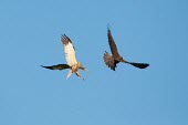 Adult male marsh harrier sparring with juvenile in flight Habitat,Meetings with others of same species,Species in habitat shot,Immature Adult,Flying,Adult,Adult Male,Intra-specific behaviours,Locomotion,Accipitridae,Hawks, Eagles, Kites, Harriers,Chordates,C