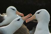 Black-browed albatross courtship behaviour Courtship and Displays,Reproduction,Winning or protecting mates or group,Adult,Adult Male,Species in habitat shot,Intra-specific behaviours,Breeding habitat,Habitat,Adult Female,Procellariiformes,Alba