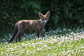 Red fox cub in clover meadow (Trifolium sp.) fox,foxes,mammals,nature,wildlife,cub,young,looking at camera,shallow focus,negative space,grass,clover,flower,flowers,carpet,dark background,alert,Red fox,Vulpes vulpes,Chordates,Chordata,Mammalia,Ma