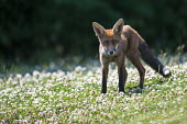 Red fox cub in clover meadow (Trifolium sp.) fox,foxes,mammals,nature,wildlife,cub,young,looking at camera,shallow focus,negative space,grass,clover,flower,flowers,carpet,dark background,alert,Red fox,Vulpes vulpes,Chordates,Chordata,Mammalia,Ma