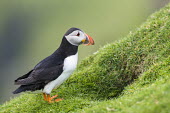 Atlantic puffin puffin,puffins,Fratercula arctica,bird,birds,seabird,seabirds,sea bird,sea birds,shallow focus,negative space,grass,portrait,adult,nest,nesting hole,hole,burrow,entrance,diagonal,Ciconiiformes,Herons