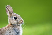 European rabbit portrait rabbit,rabbits,mammals,shallow focus,negative space,portrait,close up,close-up,cute,whiskers,ears,eye,green background,Oryctolagus cuniculus,Rabbits, Hares,Leporidae,Mammalia,Mammals,Lagomorpha,Hares