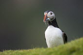 Atlantic puffin with catch of lesser sandeels (Ammodytes tobianus) puffin,puffins,bird,birds,seabird,seabirds,sea bird,sea birds,shallow focus,negative space,grass,portrait,adult,Fratercula arctica,Ammodytes tobianus,sand eel,sand eels,lesser sandeels,sandeels,sandee