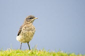 Northern wheatear juvenile northern wheatear,northern wheatears,bird,birds,wheatear,wheatears,juvenile,old world flycatcher,old world flycatchers,shallow focus,negative space,blue background,portrait,looking at camera,young,Oen