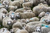 Shetland sheep gathered in pen before shearing domesticated,sheep,Ovis aries,Shetland sheep,pen,group,shearing,wool,fleece,faces,mass,farming,Sheep