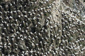 Northern gannet breeding colony on cliff face gannet,gannets,bird,birds,seabird,seabirds,sea bird,sea birds,colony,breeding,cliff,cliff face,face,sheer,many,group,pattern,nest,nests,nesting,paired,pairs,adult,adults,Morus bassanus,Aves,Birds,Peli