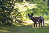 Red fox cub on forest track in late evening light fox,foxes,mammals,nature,wildlife,cub,young,looking at camera,shallow focus,negative space,grass,alert,bracken,sunshine,shade,Red fox,Vulpes vulpes,Chordates,Chordata,Mammalia,Mammals,Carnivores,Carni