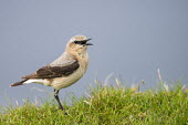 Male northern wheatear northern wheatear,northern wheatears,bird,birds,wheatear,wheatears,male,old world flycatcher,old world flycatchers,shallow focus,negative space,blue background,portrait,looking at camera,adult,grass,c