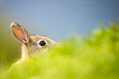 European rabbit peeking over grass rabbit,rabbits,mammals,shallow focus,negative space,portrait,close up,close-up,cute,ears,eye,blue background,grass,green,peek,peeking,hiding,hidden,detail,obscured,focus,Oryctolagus cuniculus,Rabbits,