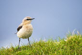 Male northern wheatear northern wheatear,northern wheatears,bird,birds,wheatear,wheatears,male,old world flycatcher,old world flycatchers,shallow focus,negative space,blue background,portrait,looking at camera,adult,grass,O