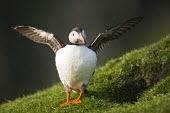 Atlantic puffin fluttering wings by nest burrow entrance puffin,puffins,Fratercula arctica,bird,birds,seabird,seabirds,sea bird,sea birds,shallow focus,grass,adult,nest,nesting hole,hole,burrow,entrance,diagonal,wings,flutter,fluttering,outstretched,nesting