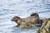 European otters resting on shoreline rocks common otter,Lutra lutra,otter,otters,mammals,carnivore,carnivores,shore,marine,sea,shoreline,rocks,resting,at rest,two,pair,shallow focus,coast,coastal,Mammalia,Mammals,Weasels, Badgers and Otters,Mu