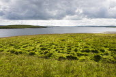 Pasture and Yell Sound Scotland,habitat,landscape,sunshine,sunny,water,grass,sky,clouds,green