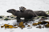 European otter mother with cub on shoreline rocks common otter,Lutra lutra,otter,otters,mammals,carnivore,carnivores,shore,marine,sea,shoreline,rocks,resting,at rest,two,pair,shallow focus,coast,coastal,adult,mother,cub,young,juvenile,Mammalia,Mammal