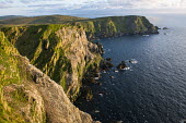 Northern gannet breeding colony on cliffs gannet,gannets,Morus bassanus,bird,birds,seabird,seabirds,sea bird,sea birds,colony,breeding,cliff,cliffs,cliff face,face,sheer,many,group,pattern,nest,nests,nesting,paired,pairs,adult,adults,landscap