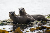 European otter mother with cub on shoreline rocks common otter,Lutra lutra,otter,otters,mammals,carnivore,carnivores,shore,marine,sea,shoreline,rocks,resting,at rest,two,pair,shallow focus,coast,coastal,adult,mother,cub,young,juvenile,Mammalia,Mammal