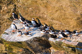 Atlantic puffins on cliff ledge puffin,puffins,Atlantic puffin,Fratercula arctica,bird,birds,seabird,seabirds,sea bird,sea birds,adult,adults,cliff,cliff ledge,ledge,group,sunlight,evening light,Ciconiiformes,Herons Ibises Storks an