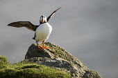 Atlantic puffin fluttering wings on clifftop rock puffin,puffins,Fratercula arctica,bird,birds,seabird,seabirds,sea bird,sea birds,shallow focus,negative space,rock,adult,wings,flutter,fluttering,outstretched,portrait,grey background,Ciconiiformes,He