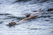European otters swimming close to shoreline common otter,Lutra lutra,otter,otters,mammals,carnivore,carnivores,shore,marine,sea,shoreline,swim,swimming,two,pair,shallow focus,coast,coastal,diagonal,water,Mammalia,Mammals,Weasels, Badgers and Ot