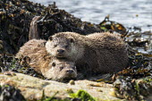 European otters resting at shoreline common otter,Lutra lutra,otter,otters,European otter,mammals,carnivore,carnivores,shore,marine,sea,shoreline,rocks,shallow focus,coast,coastal,two,pair,Mammalia,Mammals,Weasels, Badgers and Otters,Mus