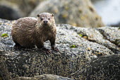 European otter on shoreline rocks www.JamesWarwick.co.uk common otter,Lutra lutra,otter,otters,European otter,mammals,carnivore,carnivores,shore,marine,sea,shoreline,rocks,shallow focus,negative space,coast,coastal,looking at camera,Mammalia,Mammals,Weasels, Badgers and Otters,Mustelidae,Carnivores,Carnivora,Chordates,Chordata,Animalia,Terrestrial,Wildlife and Conservation Act,Appendix I,Ponds and lakes,Asia,Streams and rivers,Aquatic,Lutra,Coastal,Africa,Carnivorous,lutra,STAT_HD,Vulnerable,Europe,IUCN Red List,Near Threatened