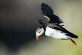 Atlantic puffin in flight puffin,puffins,Atlantic puffin,Fratercula arctica,bird,birds,seabird,seabirds,sea bird,sea birds,shallow focus,negative space,adult,portrait,side view,flight,in flight,flying,soaring,Ciconiiformes,Her