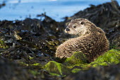 European otter resting on seaweed covered shoreline rocks common otter,Lutra lutra,otter,otters,European otter,mammals,carnivore,carnivores,shore,marine,sea,shoreline,rocks,shallow focus,negative space,coast,coastal,seaweed,Mammalia,Mammals,Weasels, Badgers