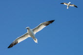 Northern gannets in flight gannet,gannets,Morus bassanus,bird,birds,seabird,seabirds,sea bird,sea birds,adult,flight,in flight,flying,underneath,view from underneath,blue sky,two,pair,Aves,Birds,Pelicans and Cormorants,Pelecani