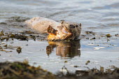 European otter at shoreline with red scorpionfish (Scorpaena scrofa) common otter,Lutra lutra,otter,otters,European otter,mammals,carnivore,carnivores,shore,marine,sea,shoreline,rocks,shallow focus,negative space,coast,coastal,seaweed,red scorpionfish,Scorpaena scrofa,
