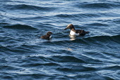 Common guillemot chick accompanied by father guillemot,guillemots,auk,auks,Uria aalge,adult,chick,male,young,swim,swimming,waves,surface,water,sea,marine,ocean,parental care,Charadriiformes,Shorebirds and Terns,Aves,Birds,Ciconiiformes,Herons Ib