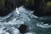 Northern gannets in flight over breaking waves gannet,gannets,Morus bassanus,bird,birds,seabird,seabirds,sea bird,sea birds,adult,flight,in flight,flying,habitat,sea,coast,coastal,waves,splash,low,two,pair,Aves,Birds,Pelicans and Cormorants,Peleca