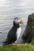 Atlantic puffin at clifftop edge puffin,puffins,Atlantic puffin,Fratercula arctica,bird,birds,seabird,seabirds,sea bird,sea birds,grass,adult,portrait,Ciconiiformes,Herons Ibises Storks and Vultures,Alcidae,Auks, Murres, Puffins,Aves