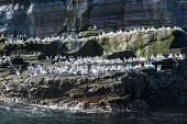 Northern gannets on cliff ledges gannet,gannets,bird,birds,seabird,seabirds,sea bird,sea birds,colony,breeding,cliff,ledge,many,group,adult,adults,sea,shore,coast,Morus bassanus,Aves,Birds,Pelicans and Cormorants,Pelecaniformes,Chord